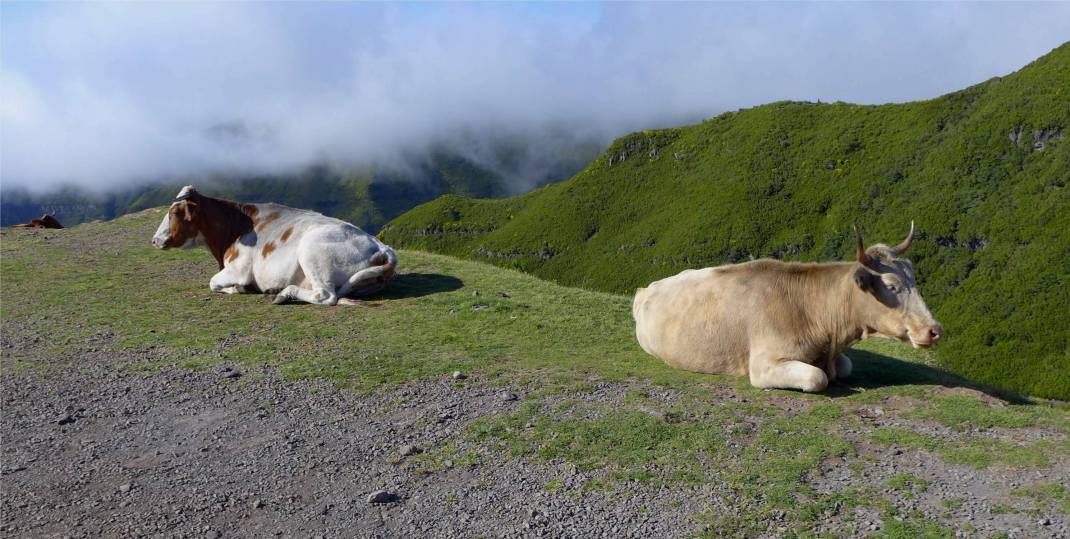 Madeira 2 wiederkauen mit Aussicht
