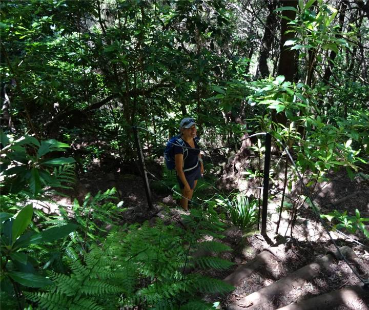 Madeira 4 Inga im Wald