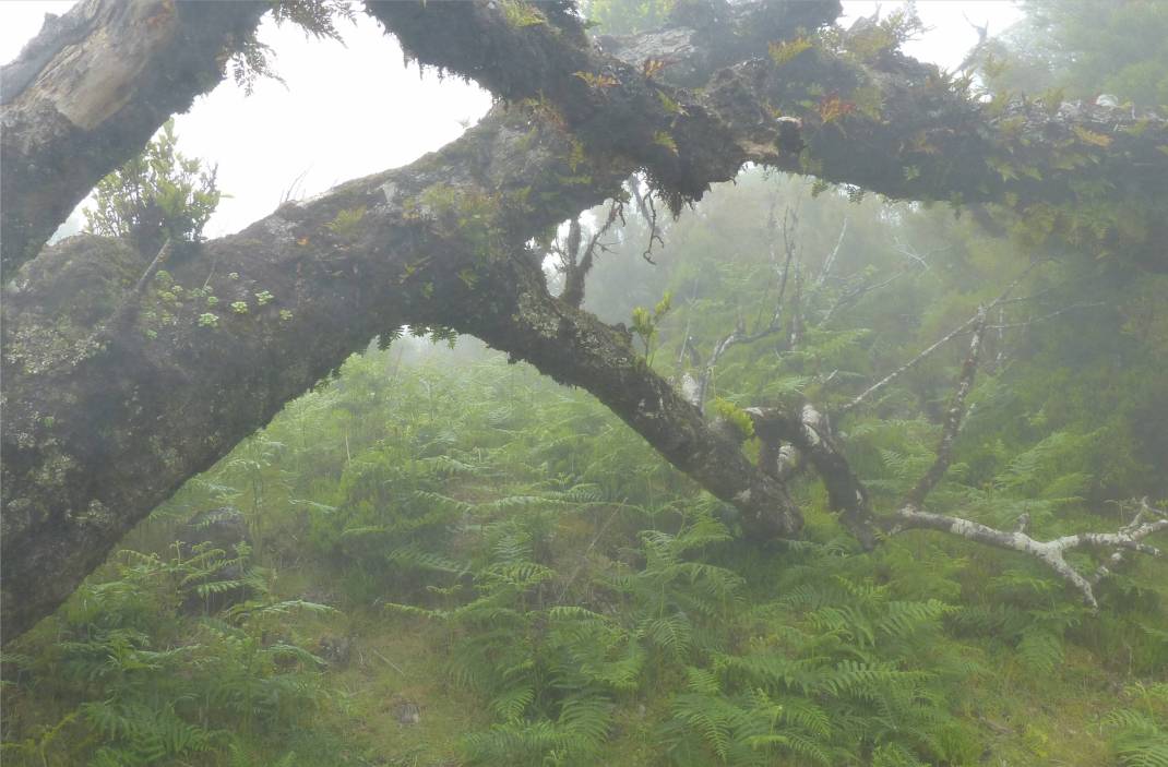 Madeira 4 Paradies fuer farne