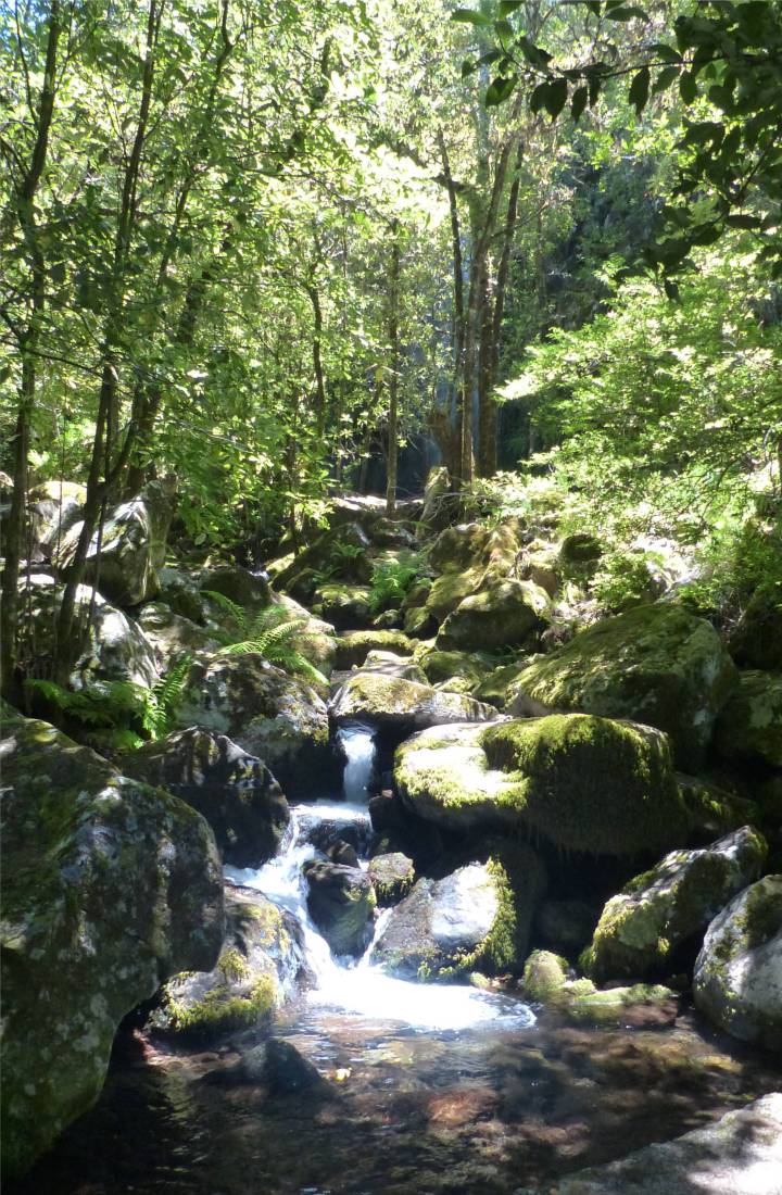 Madeira 4 verwunschener Wald