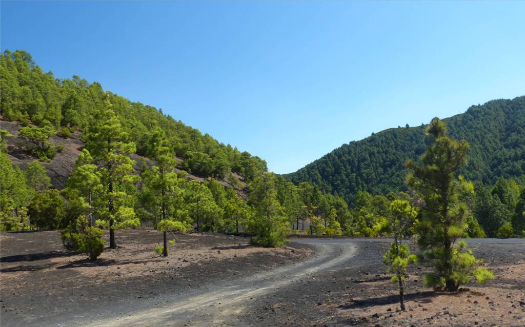10 La Palma Kiefern auf schwarz