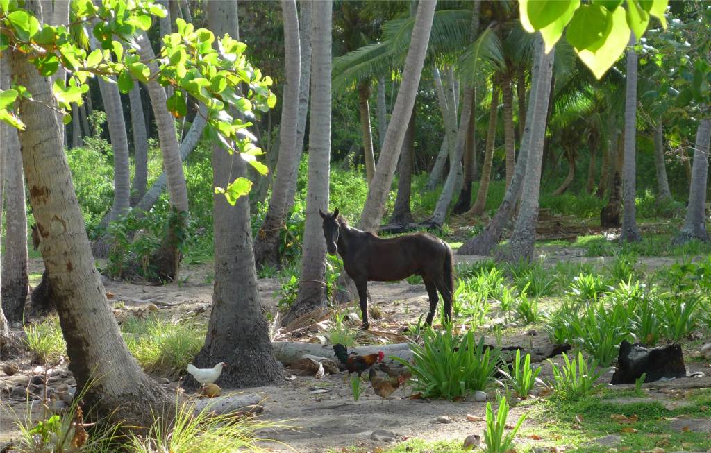 14 Pferde und Hühner unter Kokospalmen