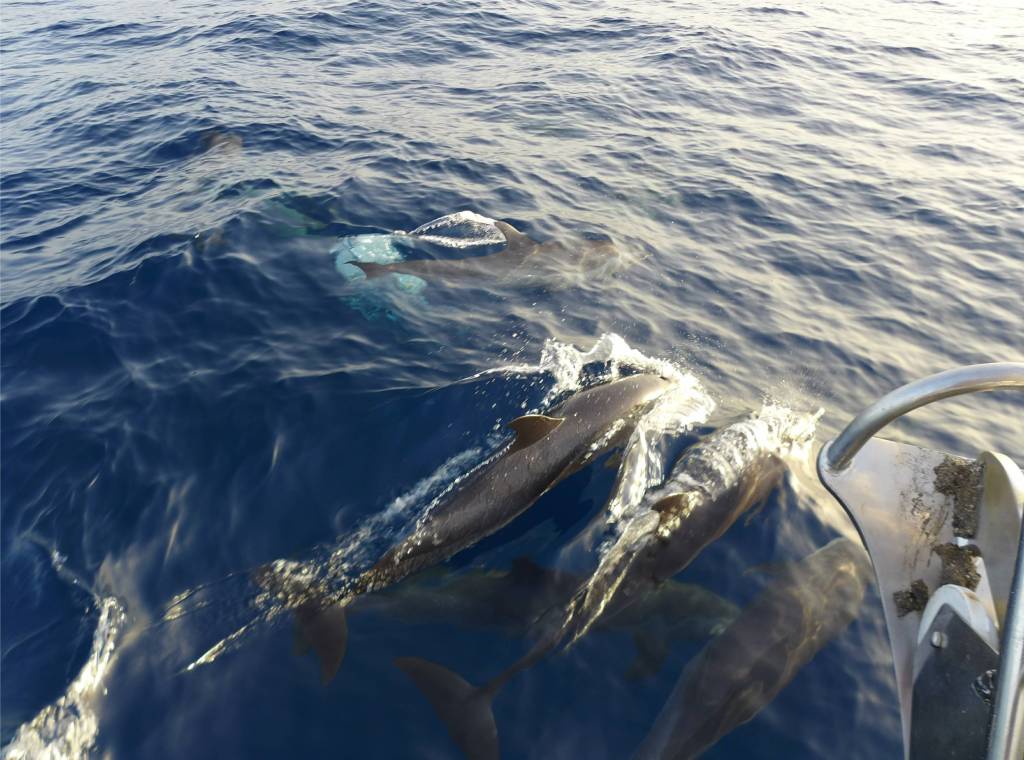 15 Delfinebegleitung hinaus auf den Atlantik