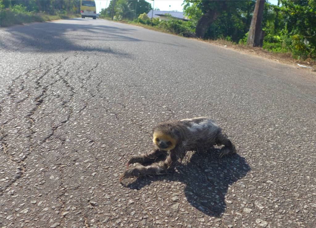 15 Ein Faultier rennt ueber die Straße