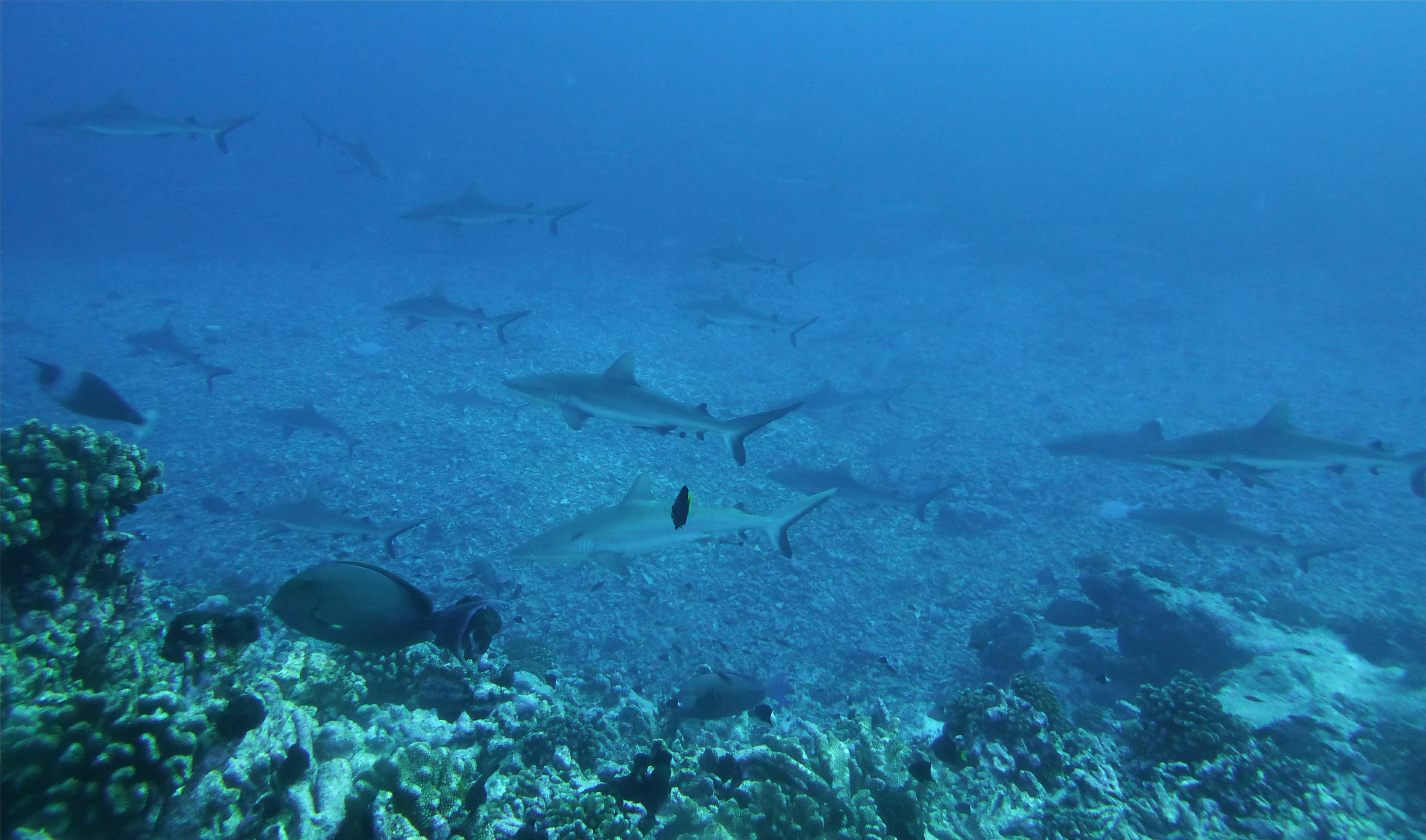 20 Fakaravas Suedpass hinten anstellen in der Nahrungskette