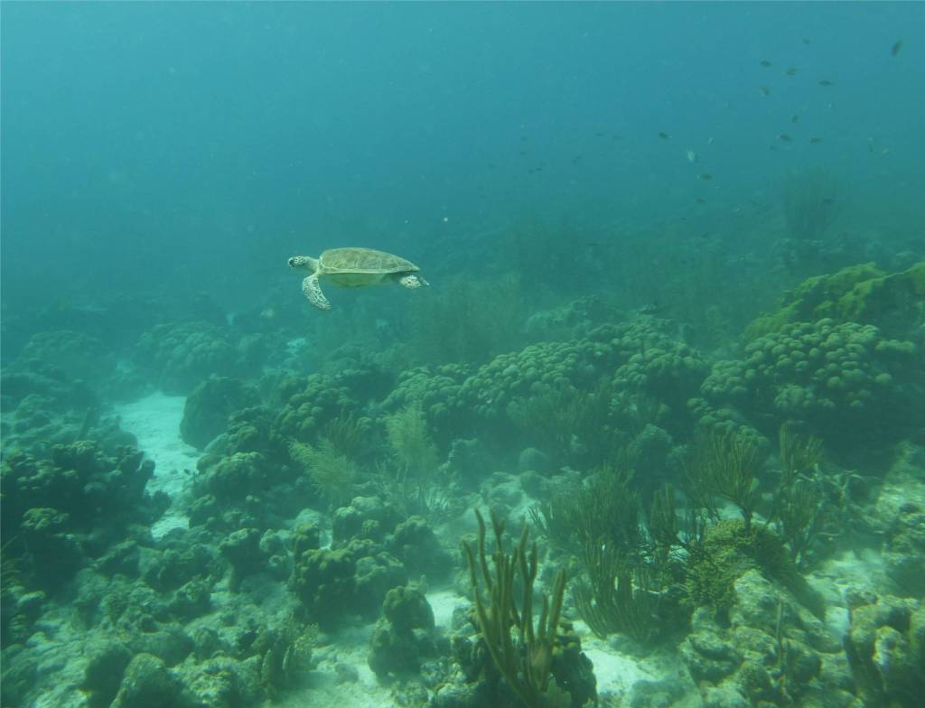 24 Schildkrötenbegegnung