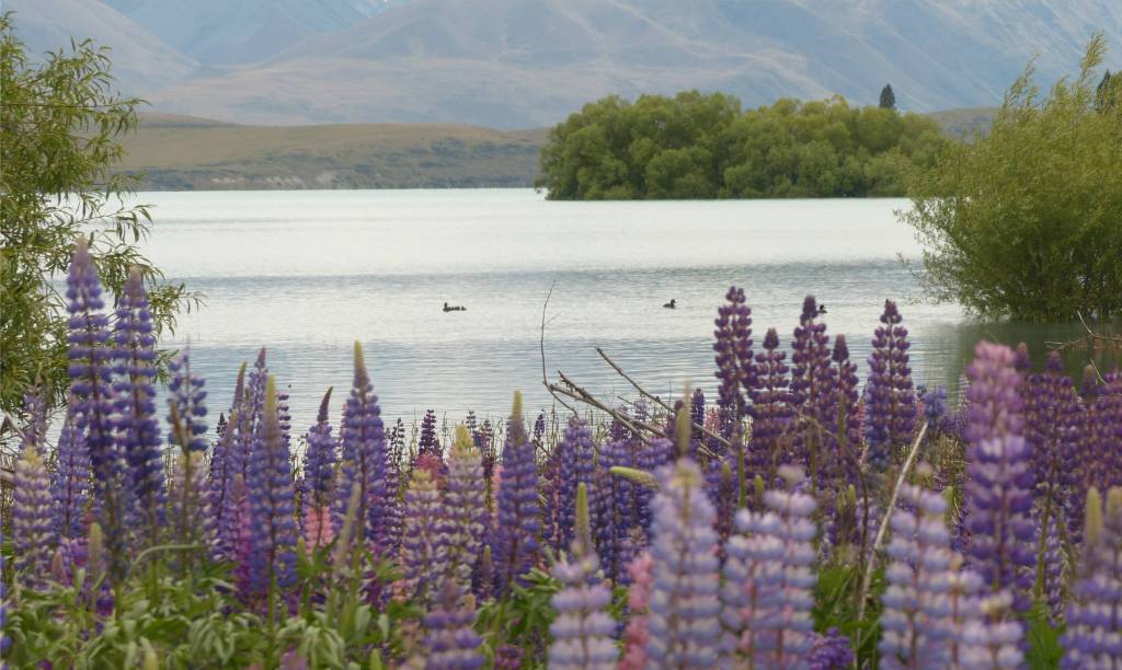 36 Lupinen am Lake Tekapo