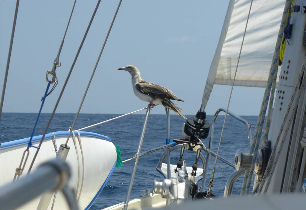 6 Besuch mitten auf dem Pazifik